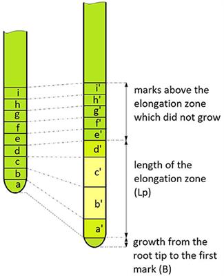 Cellular Growth in Aerial Roots Differs From That in Typical Substrate Roots